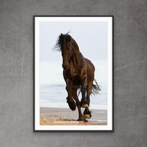 Horse Photography Black Friesian Stallion Print - “The Friesian Runs at the Beach"