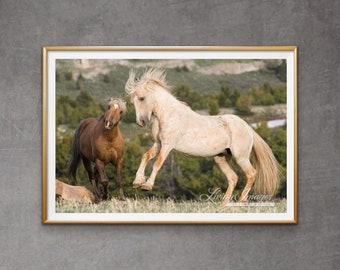 Wild Horse Photography Wild Palomino Stallion Cloud - “The Challenge: Bolder and Cloud”