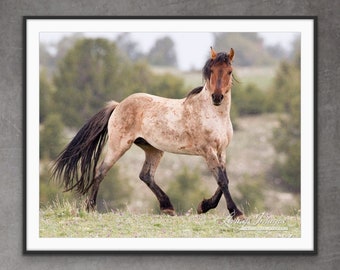 Wild Horse Photography Wild Bay Roan Stallion Print - “Roan in the Rain”