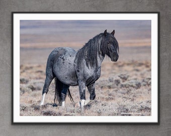 Wild Horse Photography Wild Blue Roan Stallion Blue Zeus Print - "Blue Zeus Moves Forward”