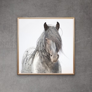 Wild Horse Photography Wild Blue Roan Stallion Blue Zeus Print - “Portrait of Blue Zeus”