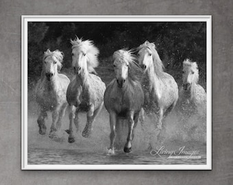 Wild Horse Photography White Camargue Horses Running Print - “Water Run”