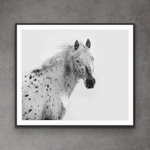Wild Horse Photography Wild Leopard Appaloosa Stallion Print - “Looking Glass Looks Back”