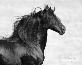 The Black Friesian's Mane - Fine Art Horse Photography - Horse - Friesian - Fine Art Print - Black and White