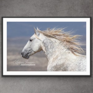 Wild Horse Photography Wild White Stallion Print - “Wild Gray Stallion Runs”