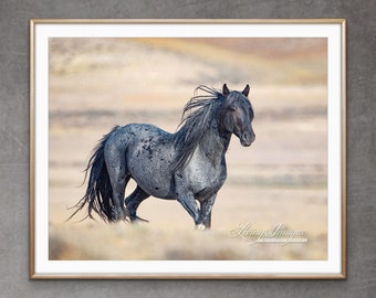 Wild Horse Photography Wild Roan Stallion Blue Zeus Print - “Blue Zeus on the Move”