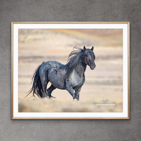 Wild Horse Photography Wild Roan Stallion Blue Zeus Print - “Blue Zeus on the Move”