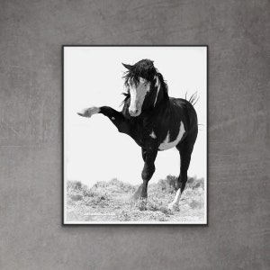 Wild Horse Photography Wild Sand Wash Pinto Stallion Print -  “Benson Strikes Out”