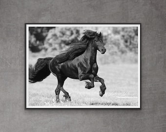 May include: A black Friesian horse with a long flowing mane runs through a field of grass. The horse is in mid-air with its legs extended. The background is blurred and out of focus.