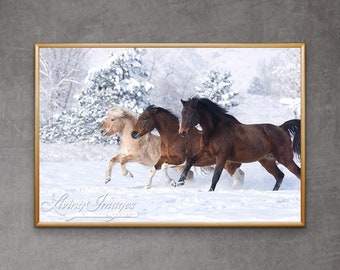 Horse Photography Horses Running in Snow Print - “Three Snow Horses”