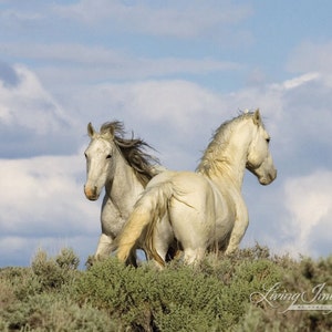 Stay or Go - Fine Art Wild Horse Photograph - Wild Horse - Wild Hoofbeats - Adobe Town
