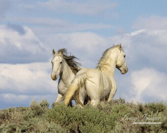 Stay or Go - Fine Art Wild Horse Photograph - Wild Horse - Wild Hoofbeats - Adobe Town