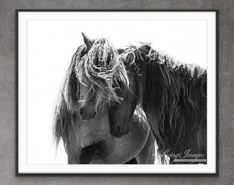 Wild Horse Photography Sable Island Wild Horses Print - “Two Sable Island Stallions”.