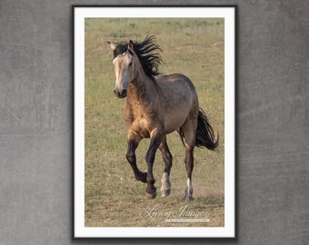 Wild Horse Photography Wild Buckskin Stallion Print - “Wild Buckskin Stallion Runs”