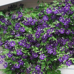 Flowering Clematis Vine – Compact 2.5" Pot for Garden & Trellis