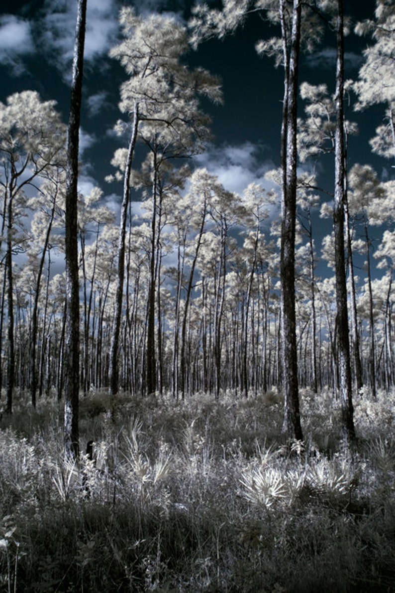 Florida Everglades, Fine art print of trees in the everglades national park in Florida image 1