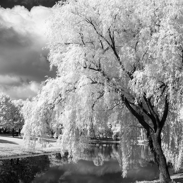 Willow tree and lake in black and white