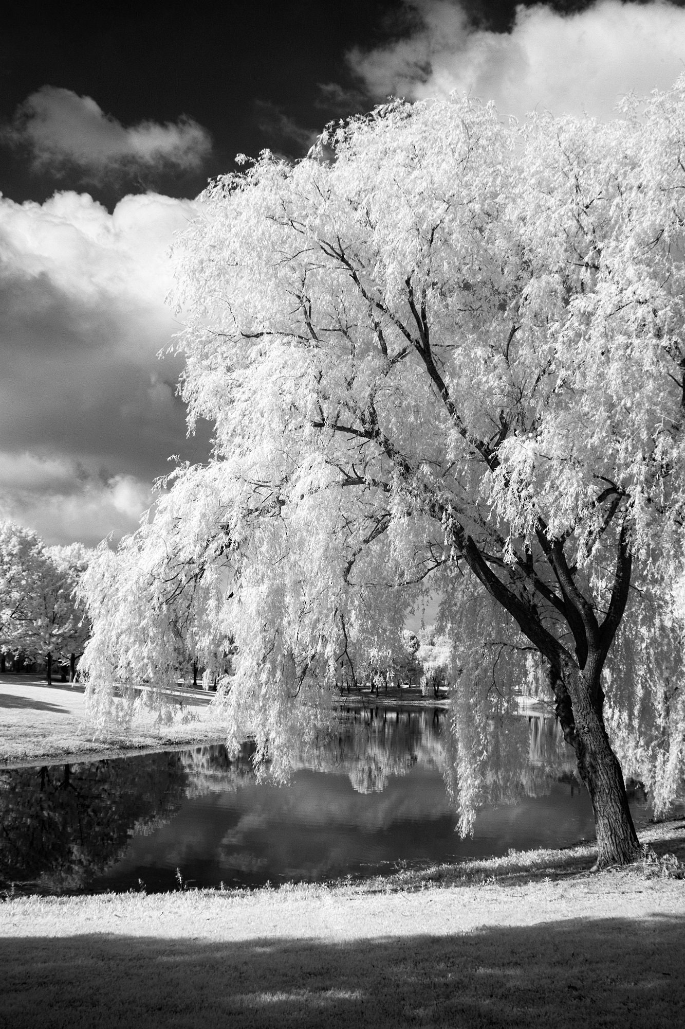 Willow Tree and Lake in Black and White - Etsy