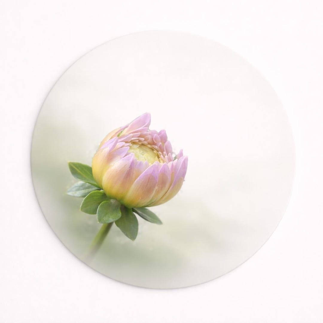 Placemat Set of 4 Pastel Pink Bloom Floral – 15 Inch Round Placemat ...