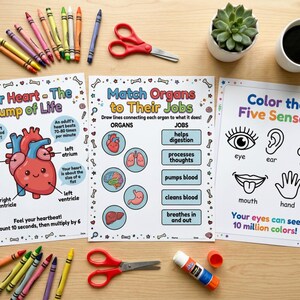 May include: Educational materials including three colorful educational posters about the heart, organs, and the five senses. Crayons, scissors, a glue stick, a succulent, and a cup of coffee are also present.