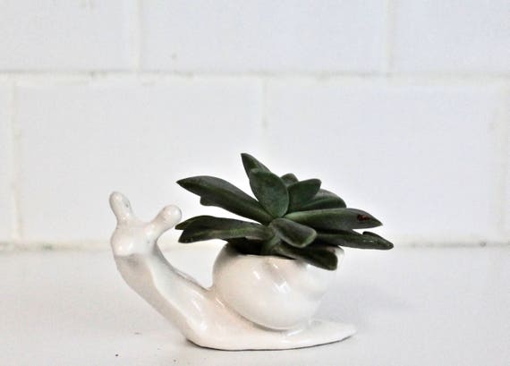 Weisse Schnecke Pflanzer Kleine Schnecke Pflanzer Saft Etsy