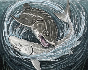 Stör Showdown: Beluga Vs Kaluga Stör