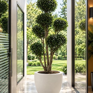 May include: A tall, multi-stemmed topiary tree with five distinct, rounded clusters of dark green leaves. The plant is potted in a large, smooth, matte white bowl-shaped planter that sits on a light-coloured floor between two glass doors.