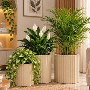 Puede incluir: Tres maceteros cilíndricos de color crema con texturas acanaladas verticales. El más pequeño contiene una planta potos colgante, el mediano un lirio de la paz con espatas blancas y el más grande una palmera alta y frondosa.