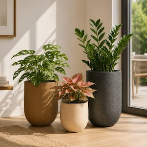 Può includere: Tre piante in vaso in contenitori cilindrici di diverse altezze e colori. Un Monstera adansonii in un vaso color cuoio, un Aglaonema rosa e verde in un vaso crema e un alto Zamioculcas zamiifolia in un vaso grigio scuro testurizzato.