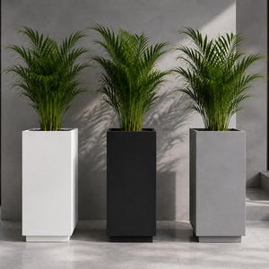 May include: Three tall, rectangular planters in white, black, and gray, each containing a lush green palm plant. The planters feature a smooth, solid finish and a recessed base design, standing side by side in a clean, modern arrangement.