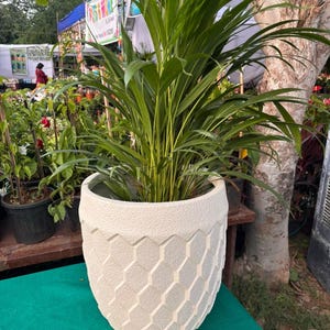Puede incluir: Una planta de palma verde alta con hojas largas, delgadas y puntiagudas en una maceta redonda de color blanco hueso. La maceta presenta una superficie mate texturizada con un patrón geométrico de panal repetido en el exterior.