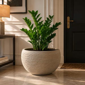 May include: A large, round, textured, light gray planter filled with a vibrant green plant. The planter sits on a polished floor, with a dark door and a lamp in the background. The plant has multiple stems and many green leaves.