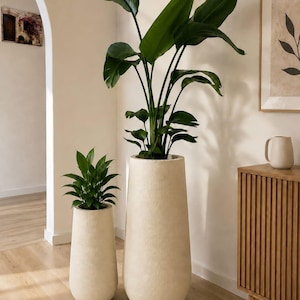 May include: Two tall, cylindrical planters with a textured, off-white finish. The larger planter holds a tall, broad-leafed green plant, while the smaller planter contains a shorter, leafy green plant with pointed foliage.