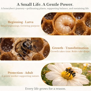 May include: An educational graphic about the life cycle of a honeybee. The image shows a larva, a bee in a honeycomb, and a bee on a flower. Text includes "A Small Life. A Gentle Power."