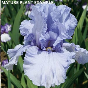 Pode incluir: Close-up de uma flor de íris azul clara com pétalas onduladas. A flor tem um centro branco e um estame amarelo. O texto "MATURE PLANT EXAMPLE" está no topo. Folhas verdes envolvem a flor.
