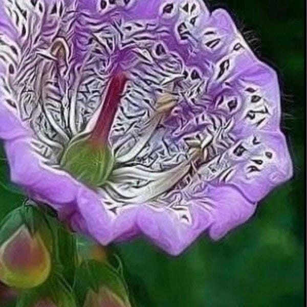 Mezcla de malva, rosa y malvarrosa / Flores rosadas, amarillas y blancas / Planta de jardín de primavera y verano 20 semillas