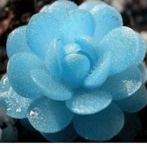May include: A vibrant light blue succulent plant with a rosette formation. The thick, rounded leaves are densely packed and feature a textured, granular surface appearance, radiating outward from the center in a symmetrical, layered pattern.