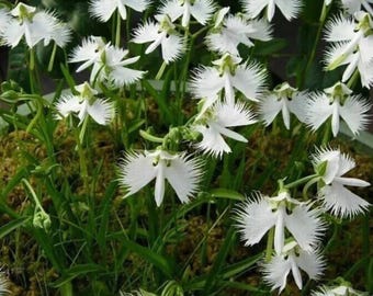 White Egret Orchid Seeds 50 | Habenaria radiata