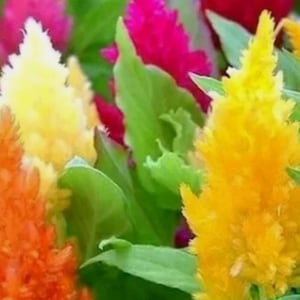 Pampas plume celosia - Etsy 日本
