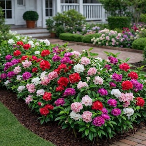 Semillas de impatiens con mezcla de flores de camelia