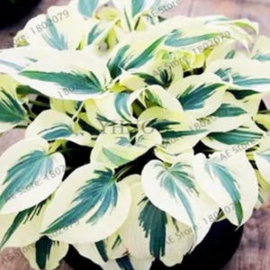 monstera deliciosa variegata steckling kaufen Monstera Variegata – Exotic-Flowers