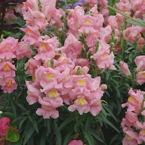 Op de afbeelding: Close-up van roze snapdragon bloemen met gele centra en groene stelen en bladeren. De bloemen staan in volle bloei, met meerdere bloesems zichtbaar. De afbeelding toont een cluster van de bloemen.