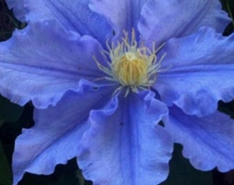 Semillas de clemátide azul (25 unidades) / Planta trepadora perenne