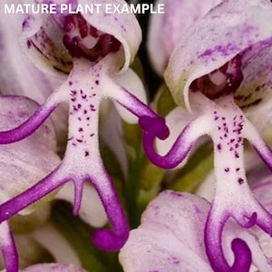 Naked Man Orchid - Etsy