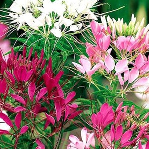 Puede incluir: Imagen de primer plano de flores de Cleome en tonos rosados, magenta y blanco, sobre un fondo de hojas verdes. Las flores presentan pétalos delicados y largos estambres, creando una composición visualmente atractiva. La imagen captura la belleza natural de las flores.