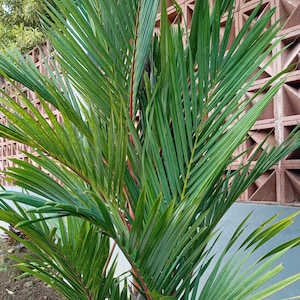 リップスティックパーム Cyrtostachys renda – レッドシーリングワックスパーム種子 10 個 | 希少な熱帯観賞用樹木