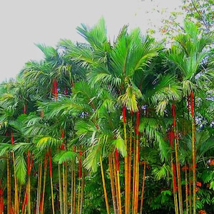 May include: A cluster of tall palm trees with vibrant green fronds and slender, orange-yellow trunks. The trees feature striking red accents near the top, creating a visually appealing contrast. The image showcases a lush, tropical environment.