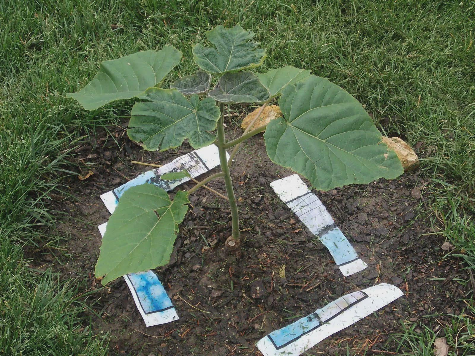 Princess Tree Before Spring Royal Empress Tree | Paulownia Tomentosa | Princess Tree | 250+ Seeds ...