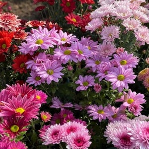May include: A vibrant display of colorful chrysanthemum flowers in full bloom. The image showcases a variety of shades, including deep reds, pinks, and lavenders, with bright yellow centers. The flowers are densely packed, creating a lush and textured floral arrangement.