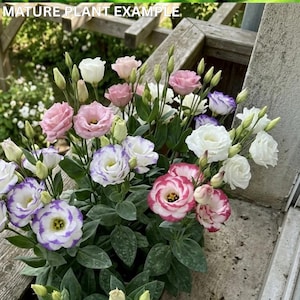 Lisianthus live plants - Etsy.de